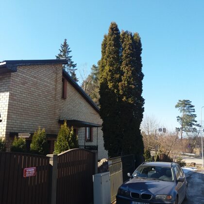 Tūja pēc zara (galotnes) piesiešanas