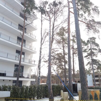 Lauzta koka (iekāries koks) nozāģēšana grūti pieejamā vietā.