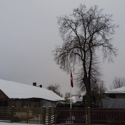 Trupējušas liepas vainaga samazināšana