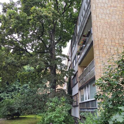 Ozola pie dauddzīvokļu nama zaru pie fasādes īsināšana, noņemšana
