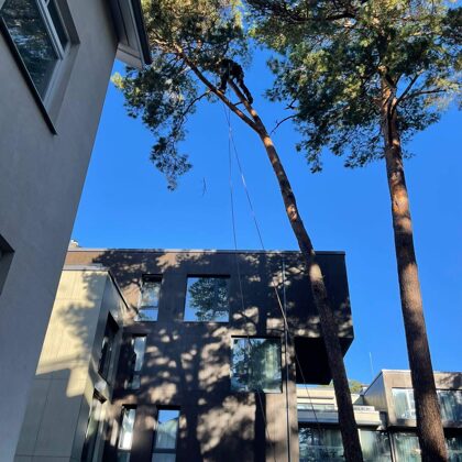 Koka nozāģēšana šaurā pagalmā