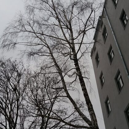 Bērza vainaga koriģēšana augšdaļā, foto pēc darbu viekšanas