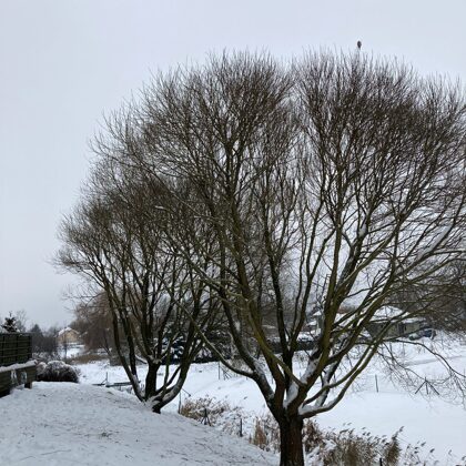 Trauslo vītolu kopšana, skats pēc