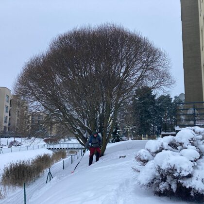 Trauslā vītola kopšana, skats pirms