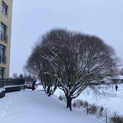 Trauslo vītolu kopšana, skats pirs