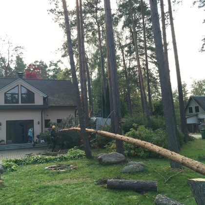 Koks tiek drošināts pie cita koka un pakāpeniski nolaists novēršot dradus ēkas bojājumiem