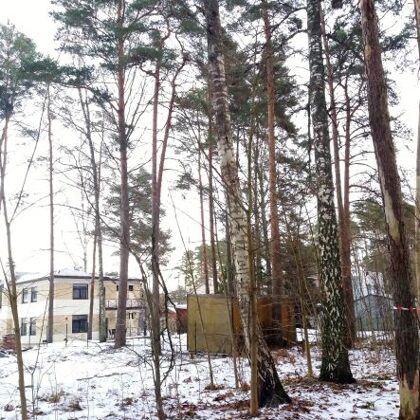 Pamežs pirms darbu sākšanas un nokaltušie koki, kas atzīmēti