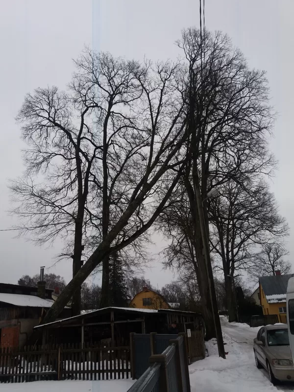 Bīstamo koku zāģēšana