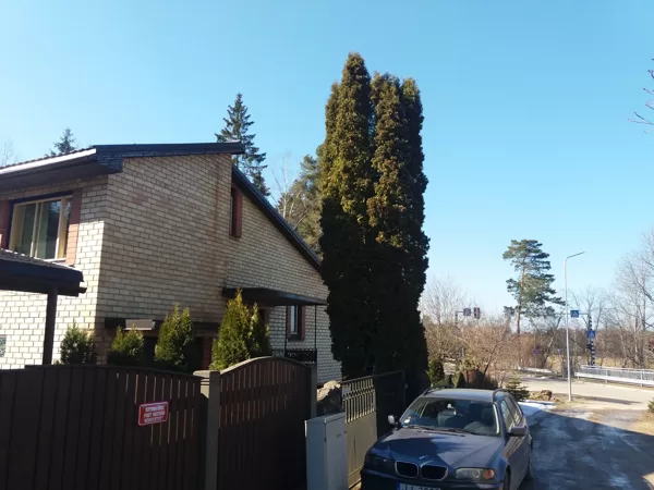 Tūja pēc zara (galotnes) piesiešanas