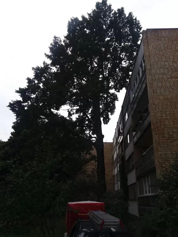 Ozola zaru pie fasādes īsiāšana, skats pēc
