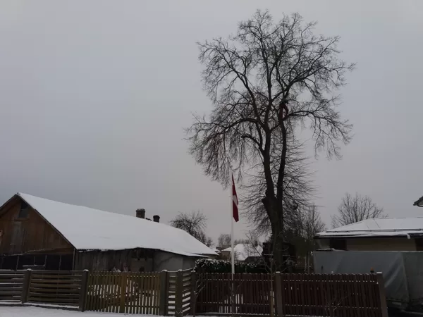 Trupējušas liepas vainaga samazināšana