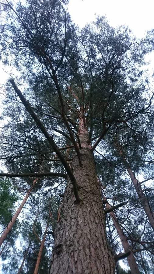 Priedes ar sausajiem zariem, skats pirms