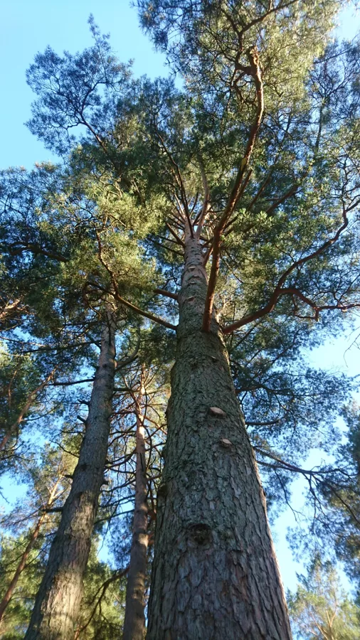 Koku kopšan (vainagu veidošana)