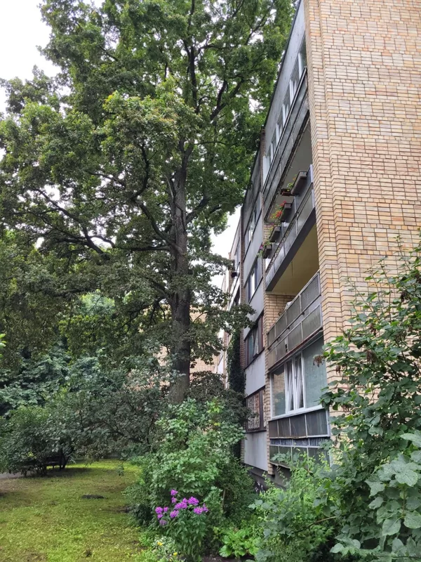 Ozola pie dauddzīvokļu nama zaru pie fasādes īsināšana, noņemšana