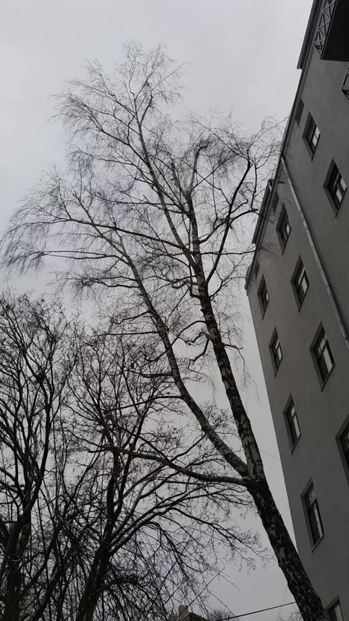 Bērza vainaga koriģēšana augšdaļā, foto pēc darbu viekšanas