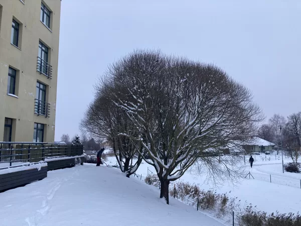 Trauslo vītolu kopšana, skats pirs