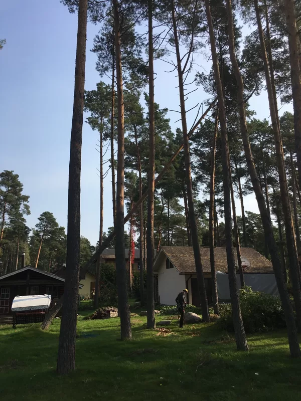 Ārkārtas izsaukums, iekāries koks